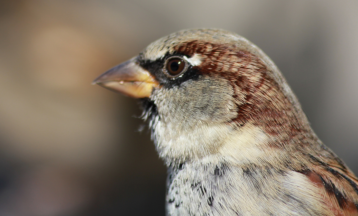 Formal Portrait (Sparrow)